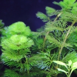 植栽から3日目　カボンバ